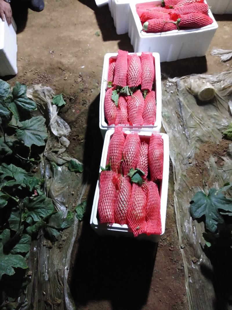 【推荐】山东寿光羊角蜜甜瓜大量有货欢迎全国客户订购