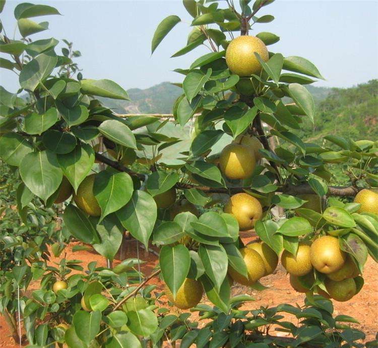 崇州绿宝石梨果园航拍图