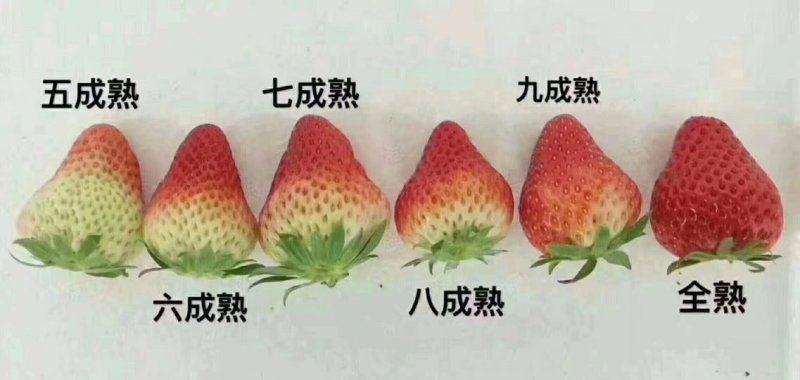 辽宁丹东东港九九红颜草莓基地一件代发招微商电商超市等