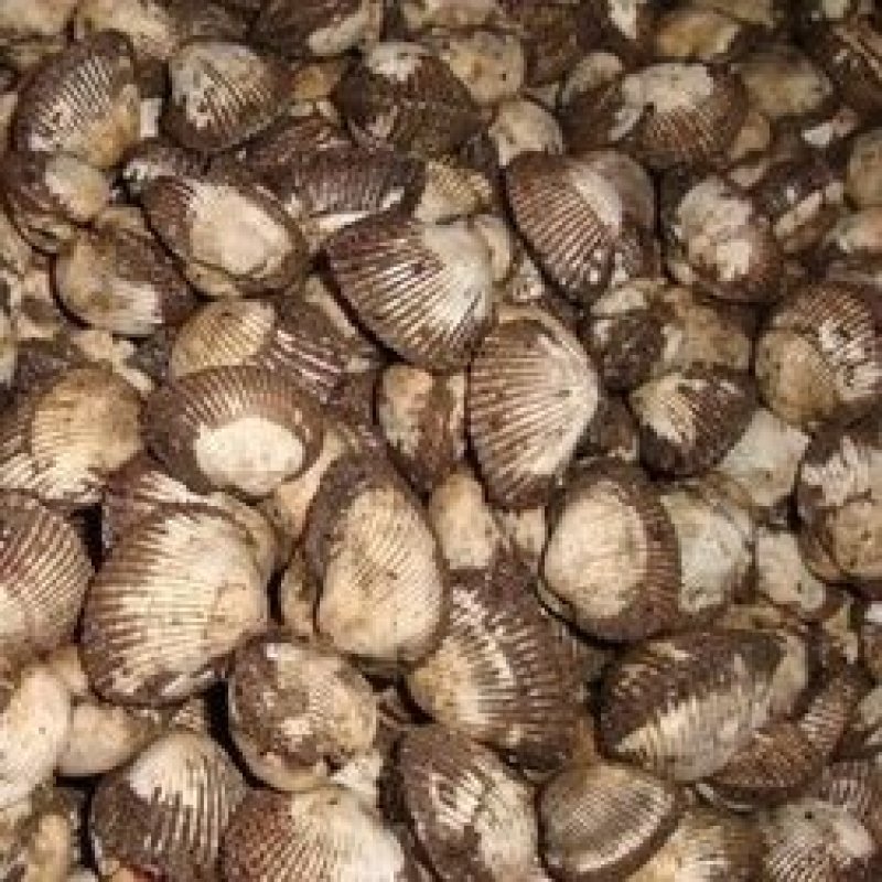赤贝（毛蚶），鲜活赤贝，大连赤贝，魁蚶