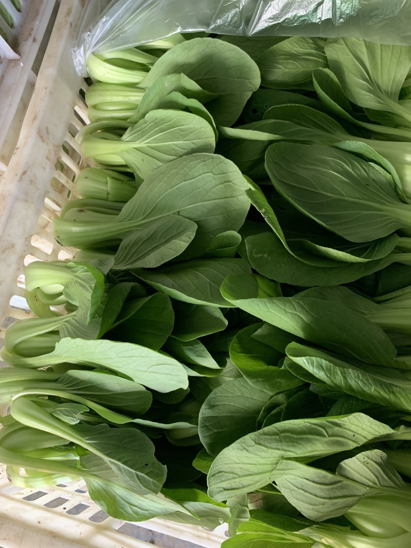 【直销】南通一级油菜小青菜基地直采货源充足常年有货