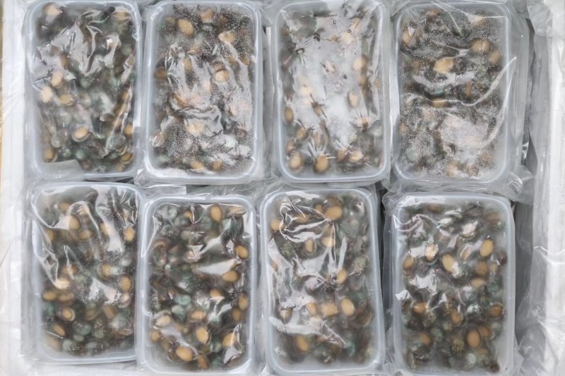 工厂直销活冻小鲍鱼一盒400g新鲜活冻真空包装鲍鱼