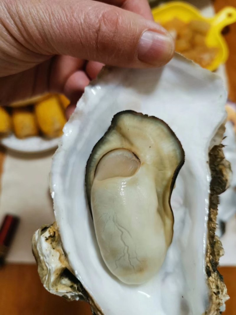 乳山生蚝，鲜活生蚝，山东生蚝，
