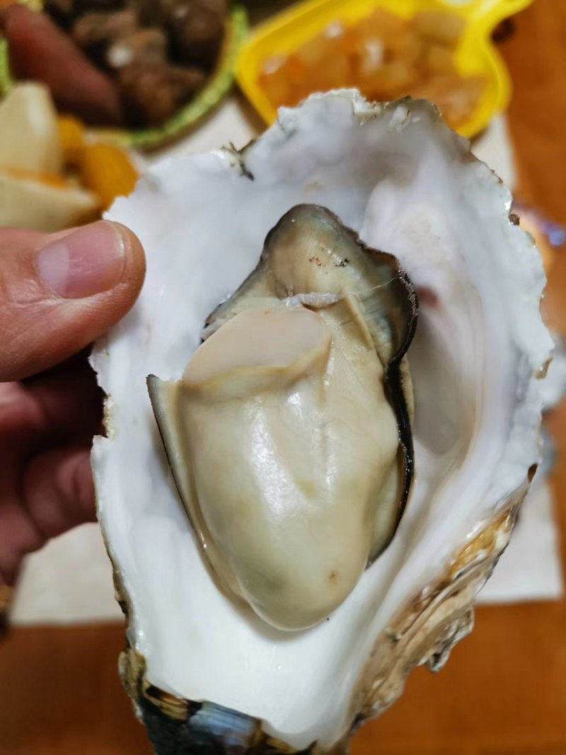 乳山生蚝，鲜活生蚝，山东生蚝，