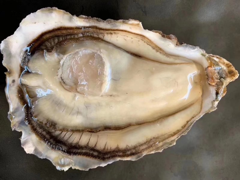 乳山生蚝，鲜活生蚝，山东生蚝，
