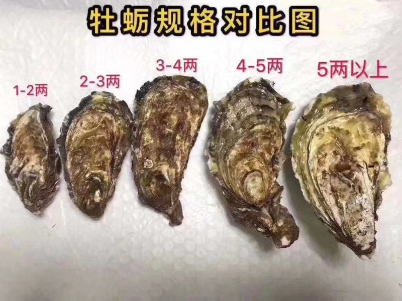乳山生蚝，鲜活生蚝，山东生蚝，