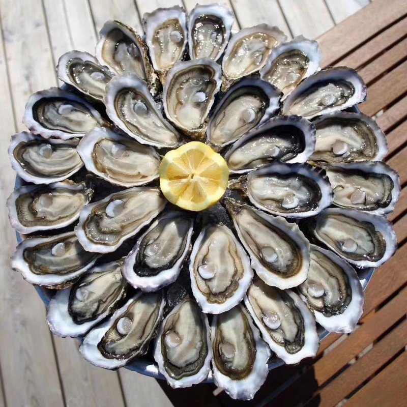 乳山生蚝，鲜活生蚝，山东生蚝，