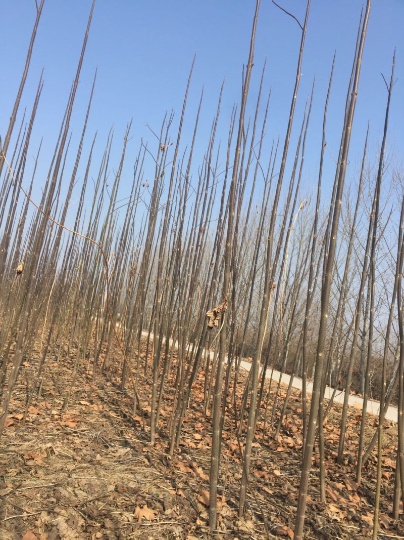 泡桐树苗，各个规格，6元每棵
