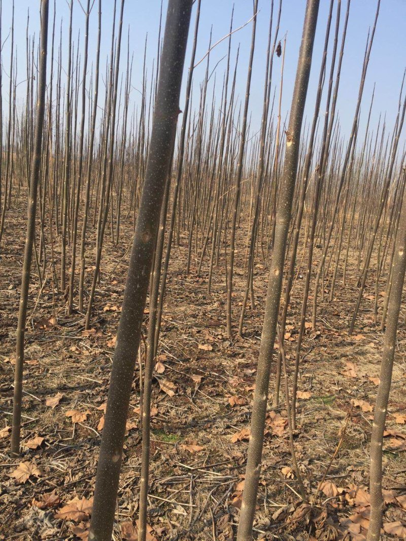 泡桐树苗，各个规格，6元每棵