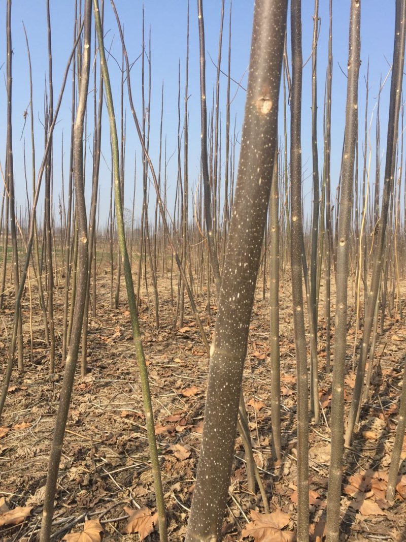 泡桐树苗，各个规格，6元每棵