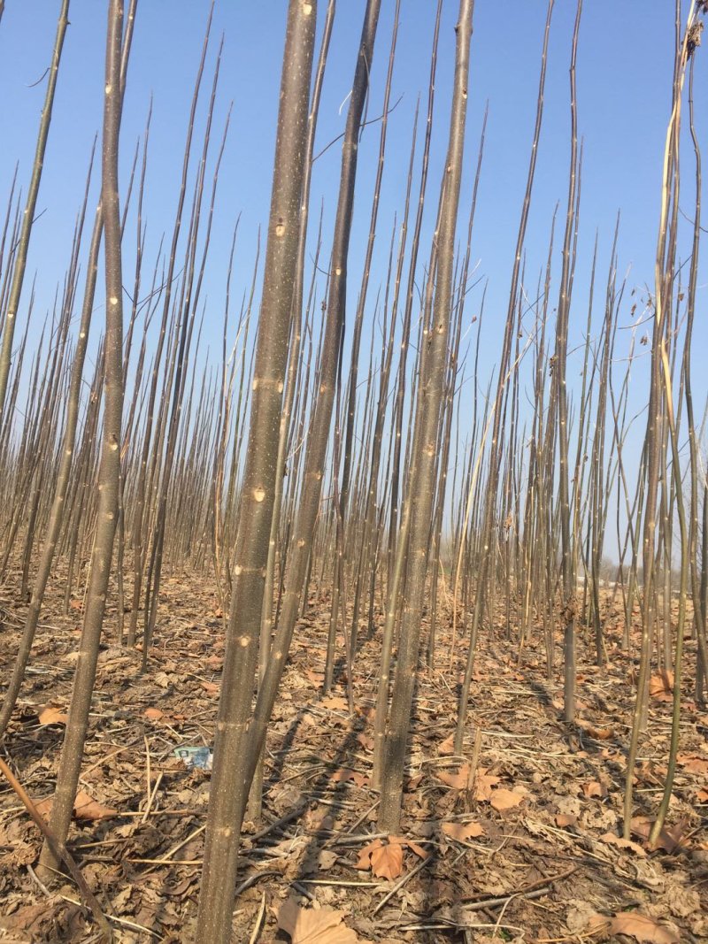 泡桐树苗，各个规格，6元每棵