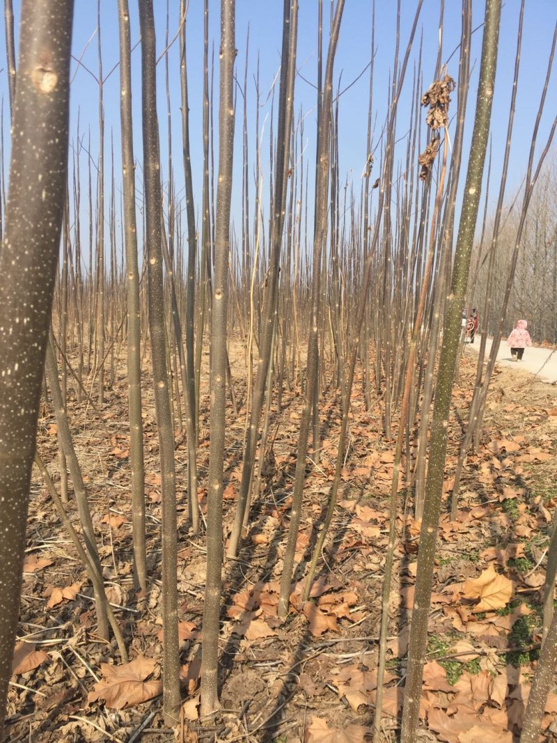 泡桐树苗，各个规格，6元每棵