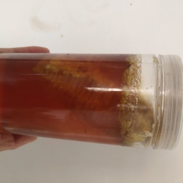 缅甸蜂蜜
