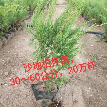 【聚便宜】沙地柏杯苗30公分起基地直销物流便捷支持线上