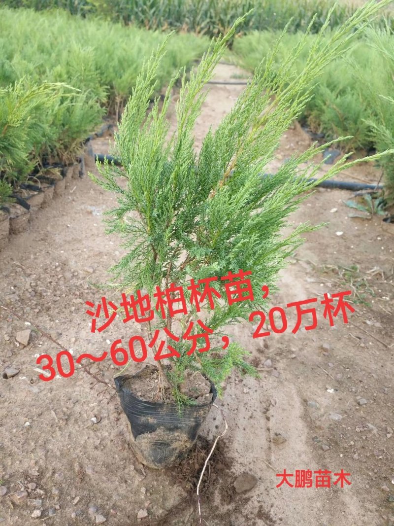 【聚便宜】沙地柏杯苗30公分起基地直销物流便捷支持线上