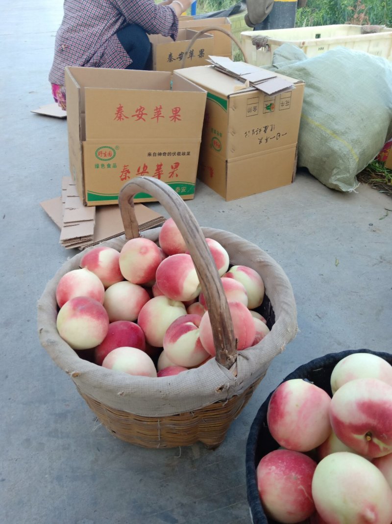 桃树苗，白金七号品种纯正