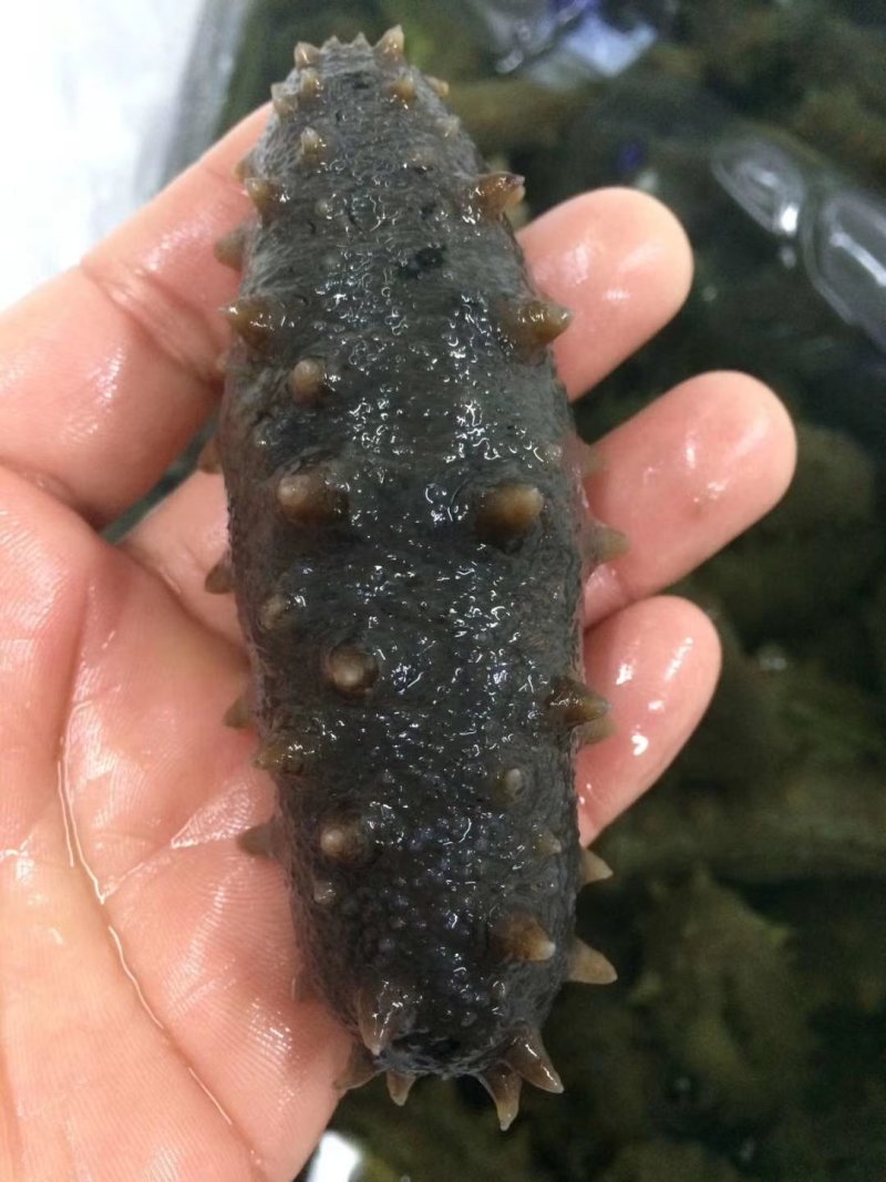大连即食海参，即食海叁，大连海叁，即食辽参