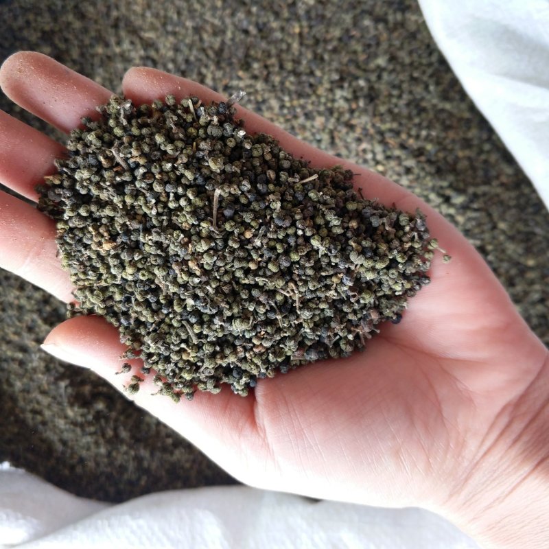 小花吴茱萸振兴药材批发供应吴茱萸保质保量常年供应诚信
