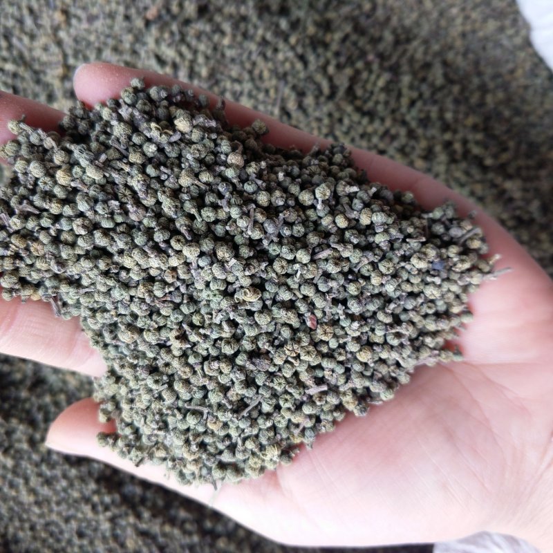 小花吴茱萸振兴药材批发供应吴茱萸保质保量常年供应诚信