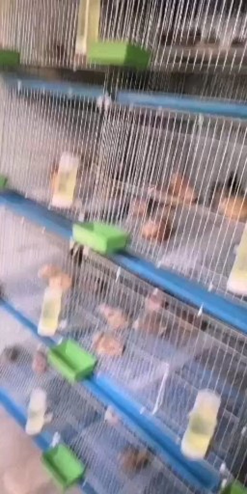 桂花雀芦丁鸡种蛋成活率高提供养殖技术量大从优