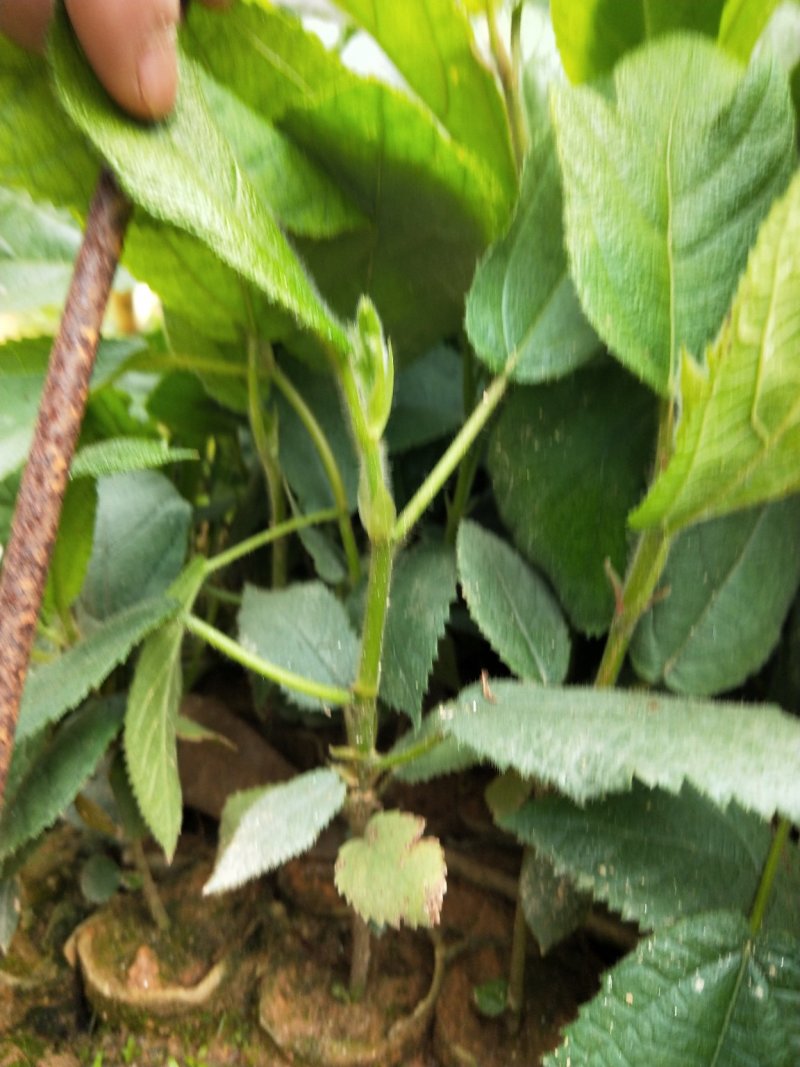 五指毛桃种苗