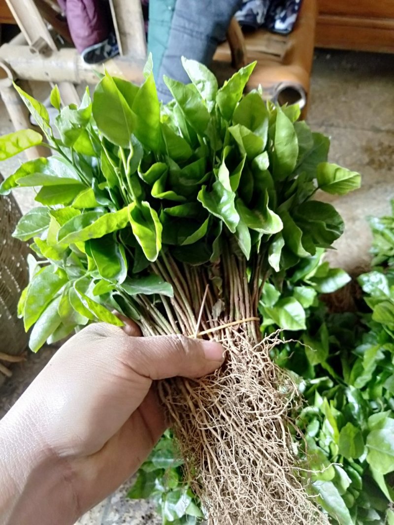 黄皮果苗黄皮果小苗，广西黄皮果芽苗包邮