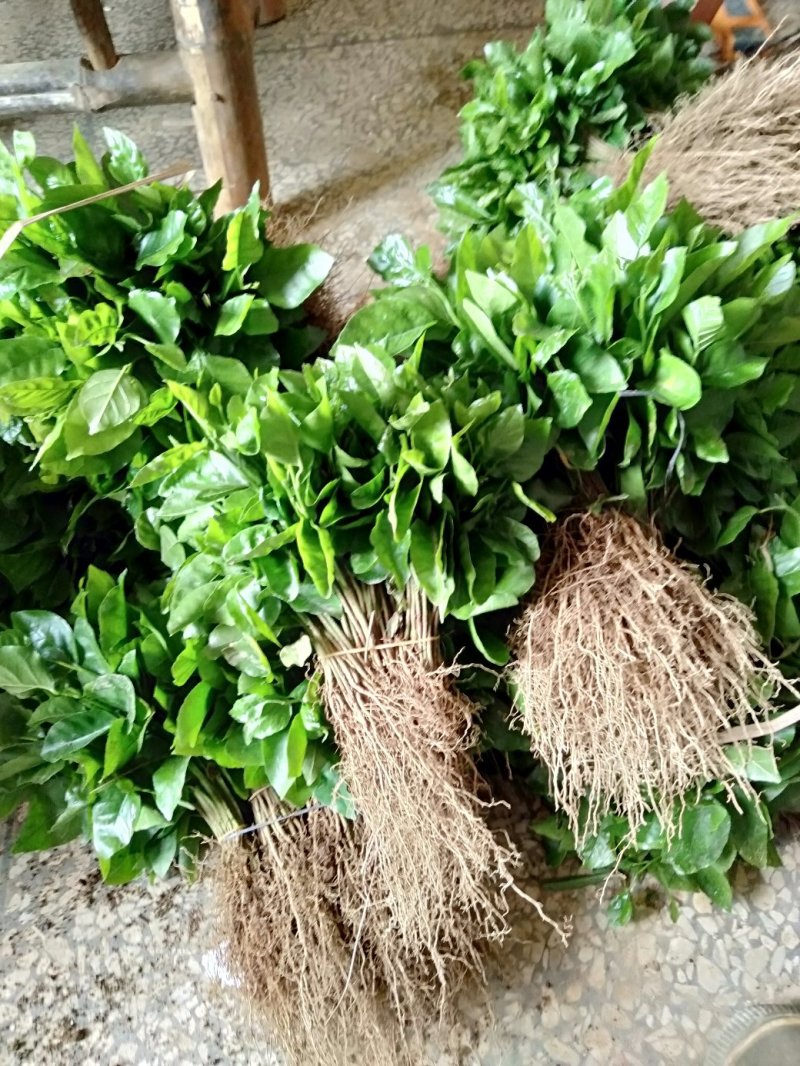 黄皮果苗黄皮果小苗，广西黄皮果芽苗包邮
