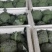 西兰花耐寒阳光炎秀冷库配套精品上市