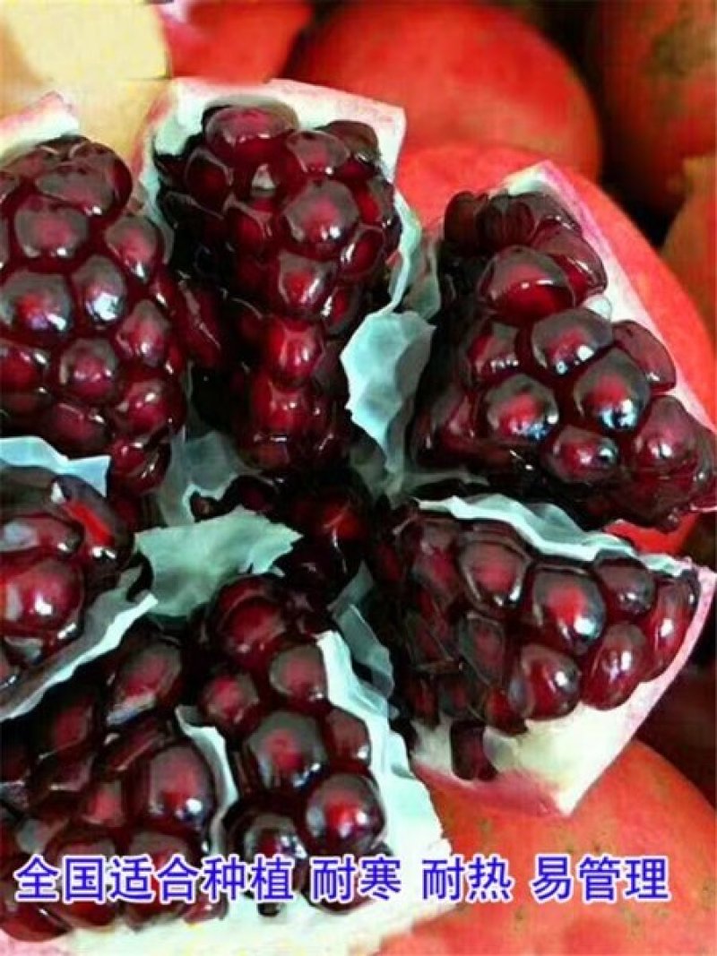 优质突尼斯软仔石榴苗盆栽地地栽现挖现发死苗补发包邮