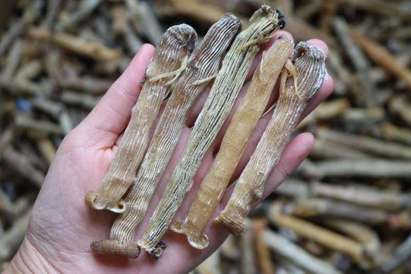 直销批发特级印尼原色沙虫干食用足干原生态没有沙香味浓