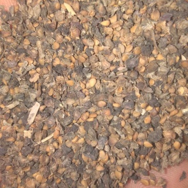 桑树种子成活率百分之99%新疆吐鲁番
