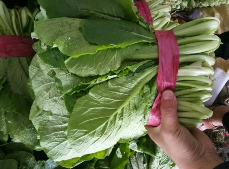 小白菜20~30cm产地直发量大质优商超供应品质