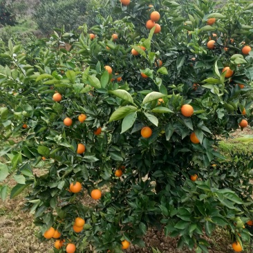 湖南郴州资兴东江湖夏橙批发(一件代发)