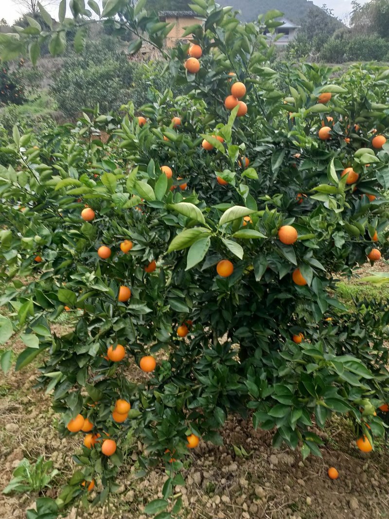 湖南郴州资兴东江湖夏橙批发(一件代发)