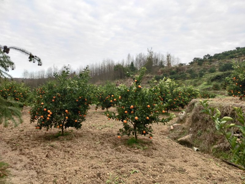 湖南郴州资兴东江湖夏橙批发(一件代发)