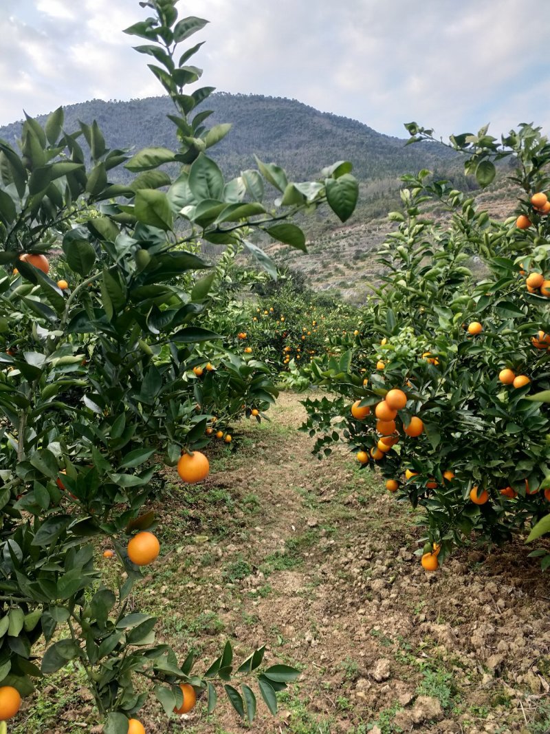 湖南郴州资兴东江湖夏橙批发(一件代发)