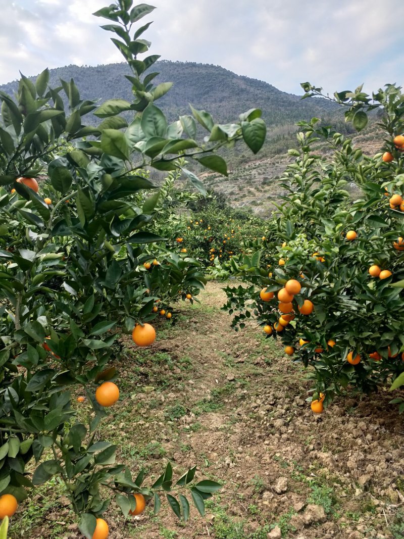 湖南郴州资兴东江湖夏橙批发(一件代发)