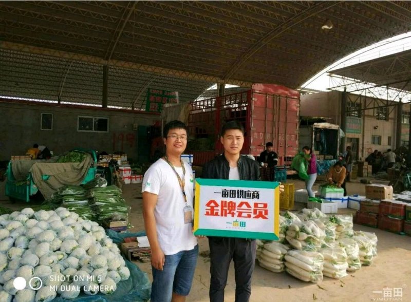 河北大叶香菜产地发货品质保证诚信经营欢迎联系