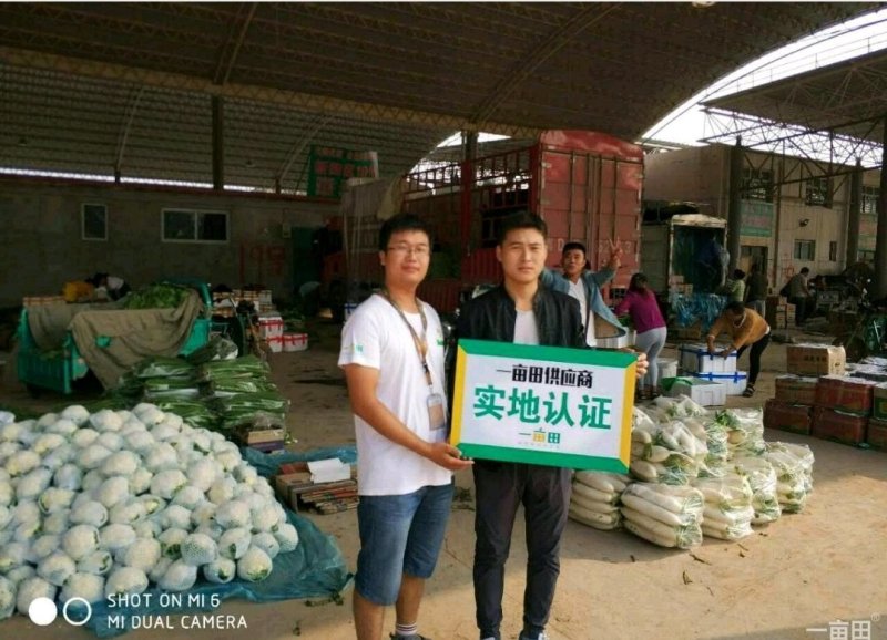 河北大叶香菜产地发货品质保证诚信经营欢迎联系
