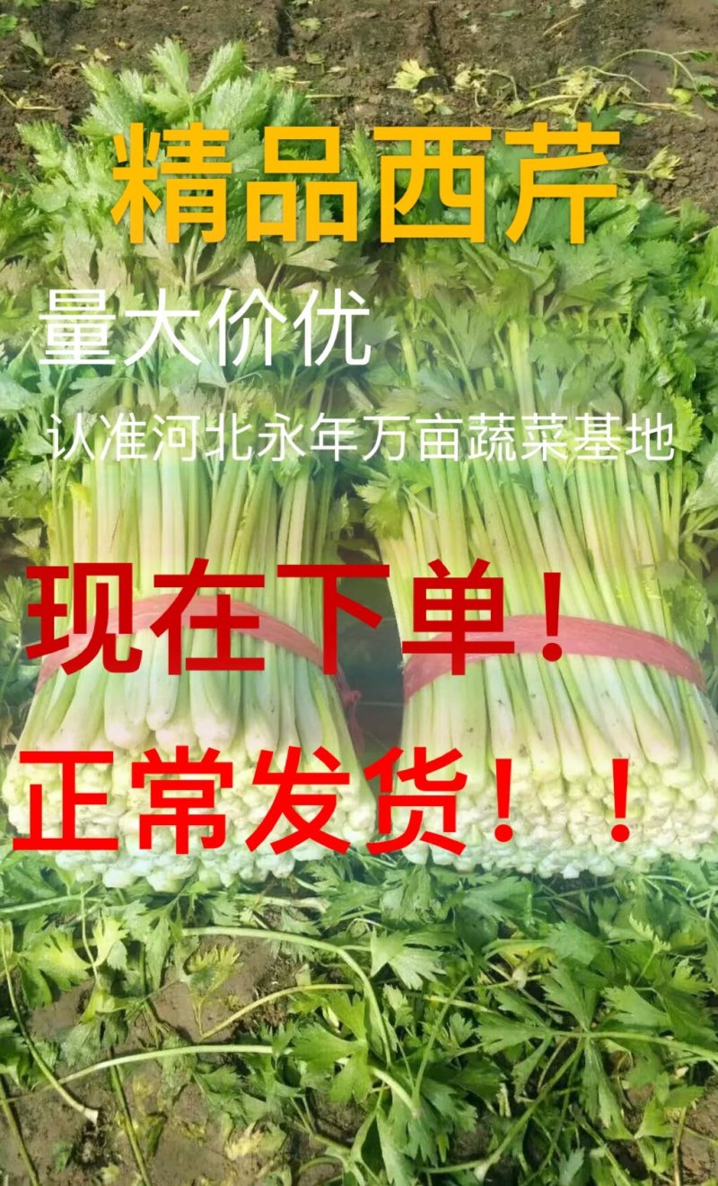 芹菜暖棚杆亮60cm以上量大质优产地直发