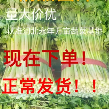 河北西芹法国皇后芹菜55cm以上茎杆脆嫩欢迎联系