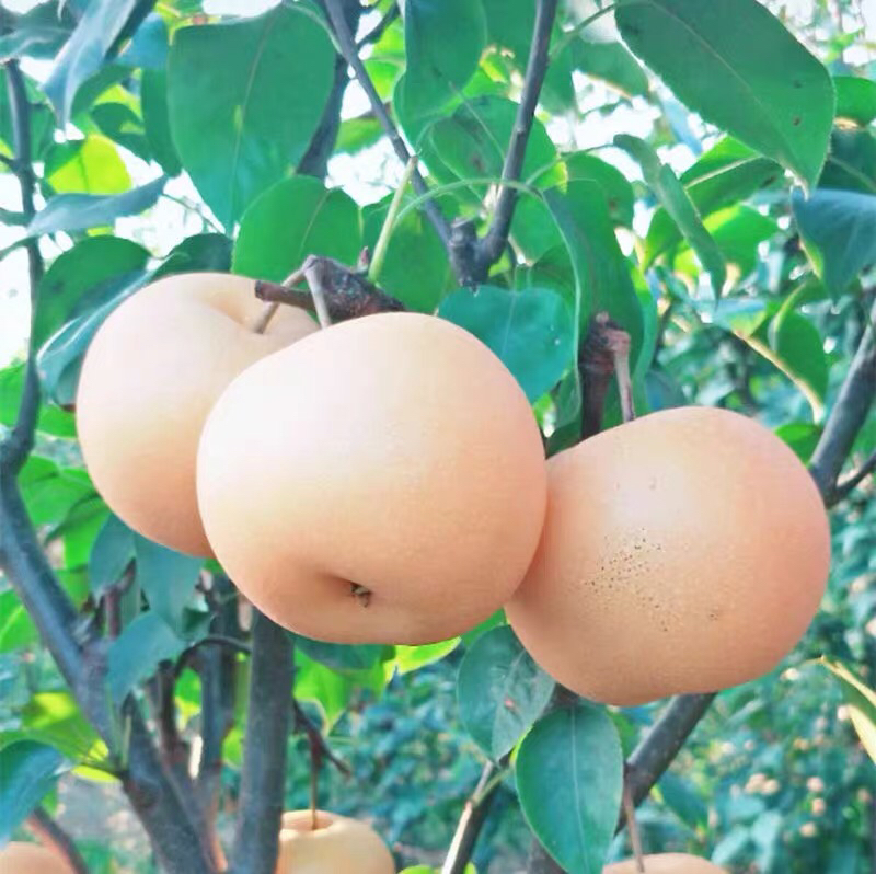 秋月梨果园实景