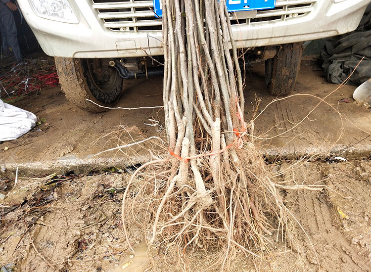 秋月梨种苗展示图