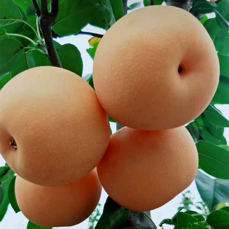 秋月梨横切面结构图