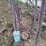 绿色芦笋种子紫色芦笋种子高产抗病散装袋装电商使用