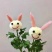 乒乓菊