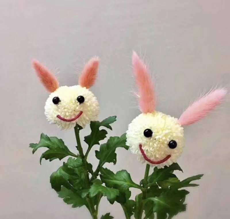 乒乓菊
