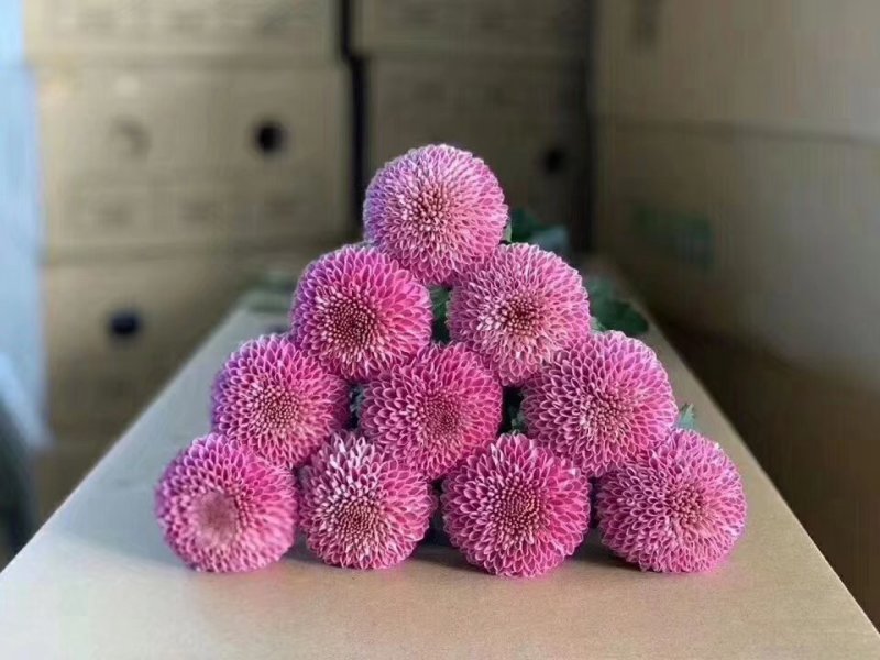 乒乓菊