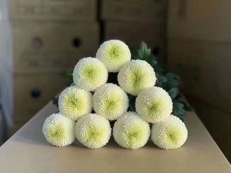 乒乓菊