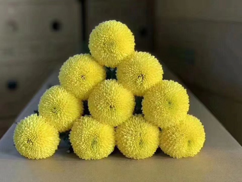 乒乓菊